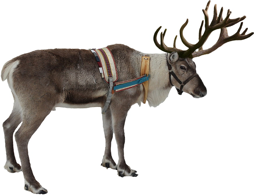 Reindeer with Traditional Harness Isolated on White Background