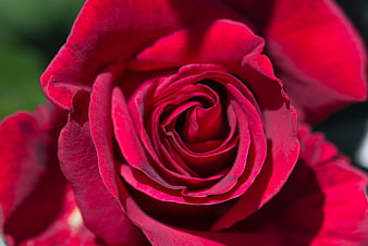 Close-up of a vibrant red rose with detailed petals