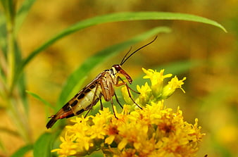 Close-up of a Scorpionfly on Yellow Goldenrod Flowers