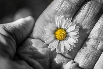 Selective Color Daisy in Hand Close Up