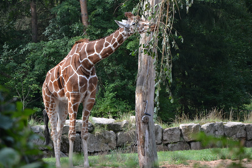 Giraffe Eating Leaves from Tree in Zoo Enclosure