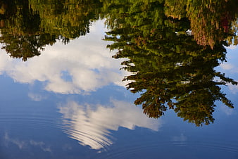 Upside Down Reflection of Trees and Clouds in Water