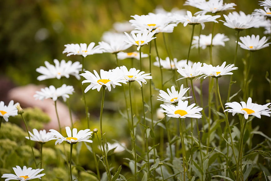 Close-up of white daisies with yellow centers in a garden