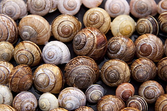 Close-up of diverse snail shells on dark background