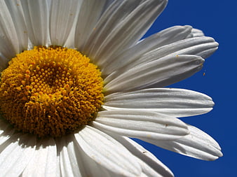 Close-up of a white daisy flower against a blue sky