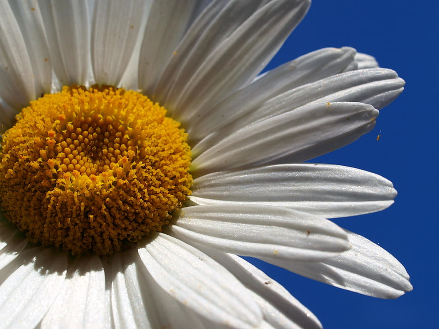 Close-up of a white daisy flower against a blue sky