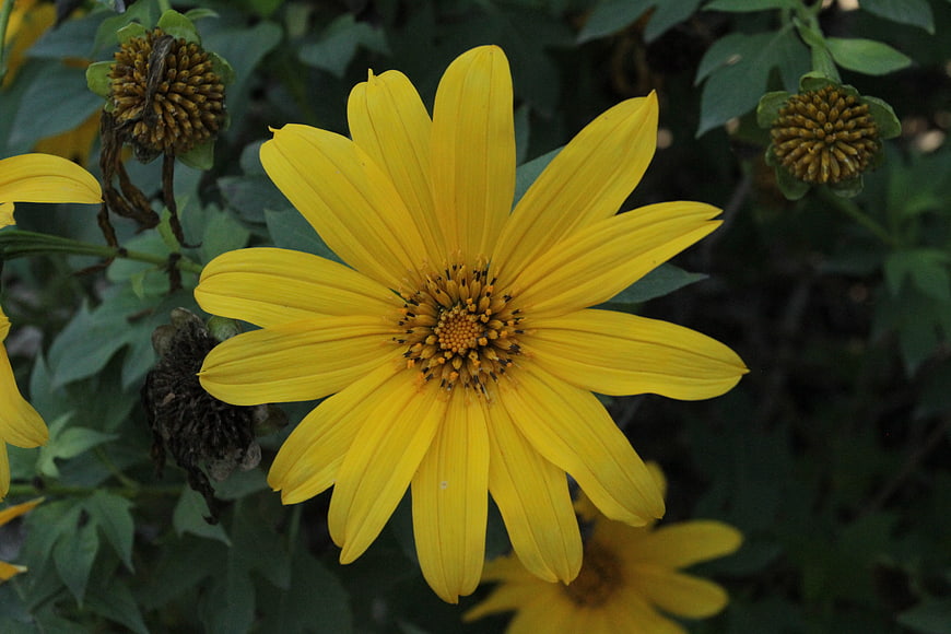 Vibrant yellow flower bloom with green leaves background