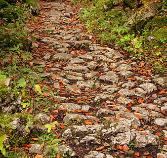 Autumn stone trail in Italian forest with fallen leaves