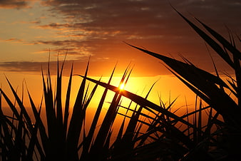 Silhouetted grass blades against a vibrant orange sunset sky