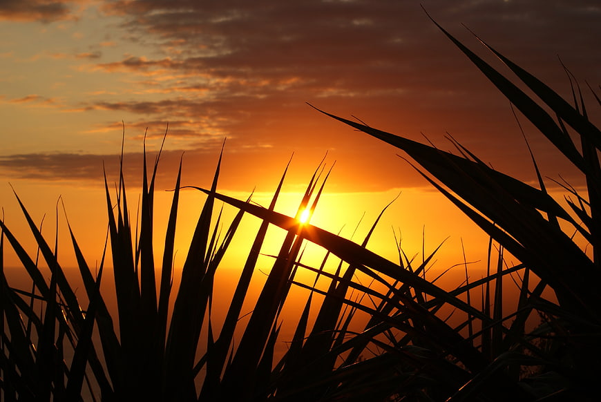 Silhouetted grass blades against a vibrant orange sunset sky