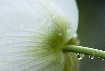 Macro photography of white flower petals with dew drops