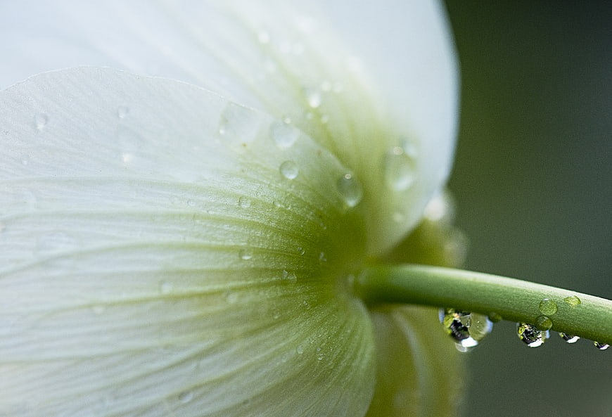 Macro photography of white flower petals with dew drops