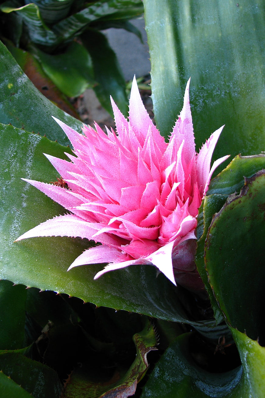 Vibrant Pink Bromeliad Flower Close-Up