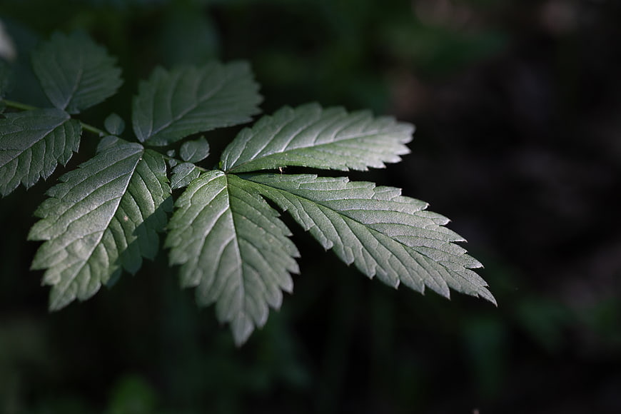 Close-up of green serrated leaves in dark forest