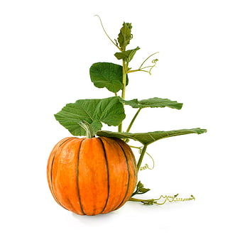 Ripe orange pumpkin with green vine and leaves isolated on white background