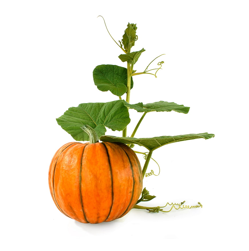 Ripe orange pumpkin with green vine and leaves isolated on white background