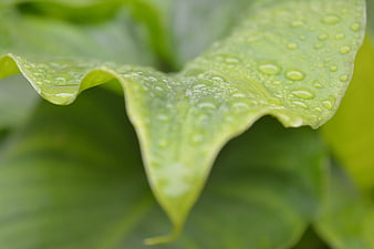Close-up of a green leaf with water droplets