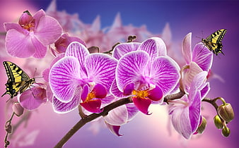 Purple Orchids with Swallowtail Butterflies on Gradient Background