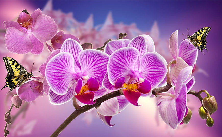 Purple Orchids with Swallowtail Butterflies on Gradient Background
