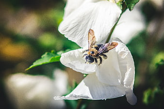 Close-up of a Carpenter Bee Pollinating a White Hibiscus Flower