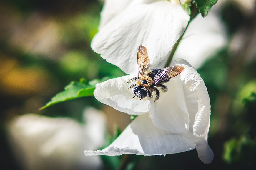 Close-up of a Carpenter Bee Pollinating a White Hibiscus Flower