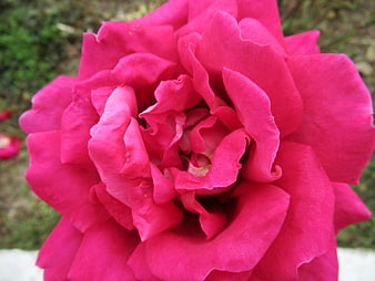 Close-up of vibrant pink rose with detailed petals