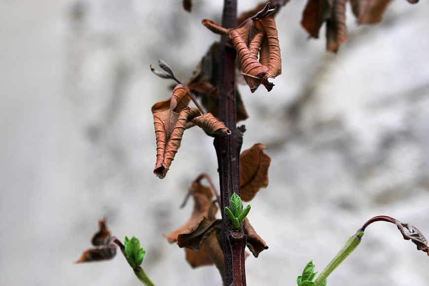 New green sprouts emerging from dried brown leaves on a branch
