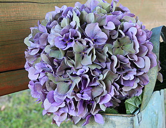 Purple Hydrangea Bloom in Rustic Metal Basket