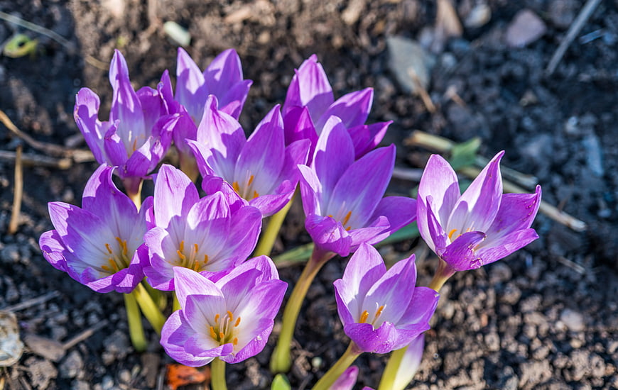 Vibrant Purple Crocus Flowers Blooming in Garden Soil