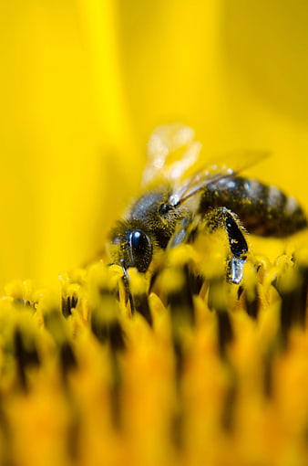 Close-up of a Honey Bee Pollinating a Yellow Flower
