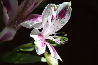 Close-up of white and pink alstroemeria flower on dark background