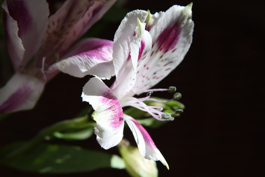 Close-up of white and pink alstroemeria flower on dark background