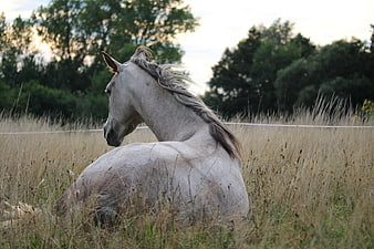 White horse resting in tall grass field at sunset