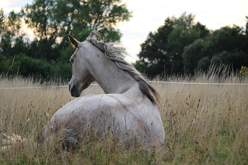 White horse resting in tall grass field at sunset