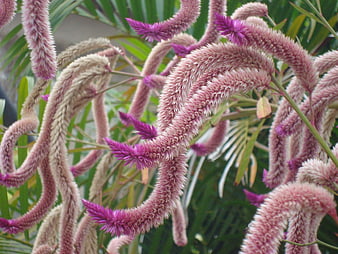 Close-up of purple and pink foxtail flowers with green foliage