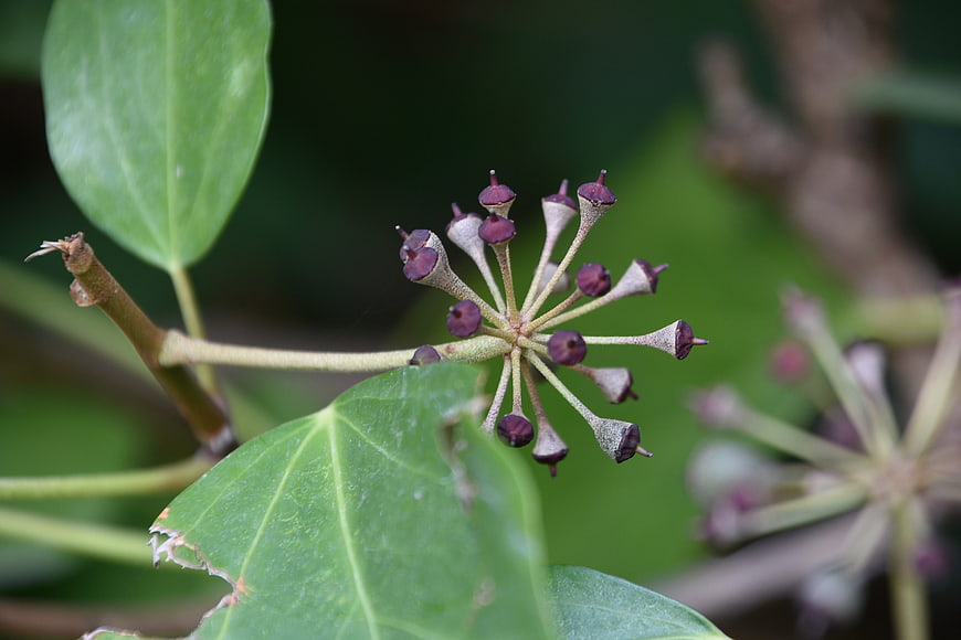 Close-up of Purple Flower Bud Cluster on Green Stem