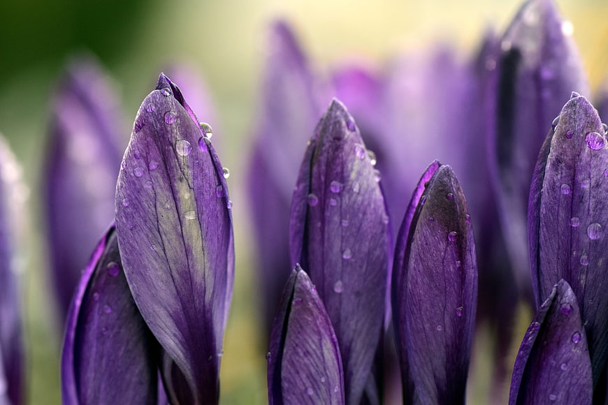 Close-up of purple crocus buds with dew drops in spring