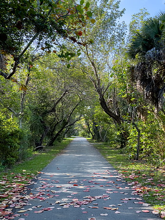 Paved Path Through Forest with Scattered Red Leaves