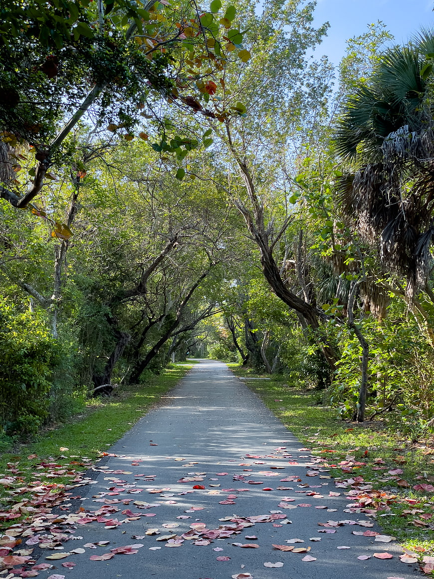 Paved Path Through Forest with Scattered Red Leaves