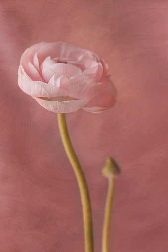 Soft Pink Ranunculus Flower on Blush Background