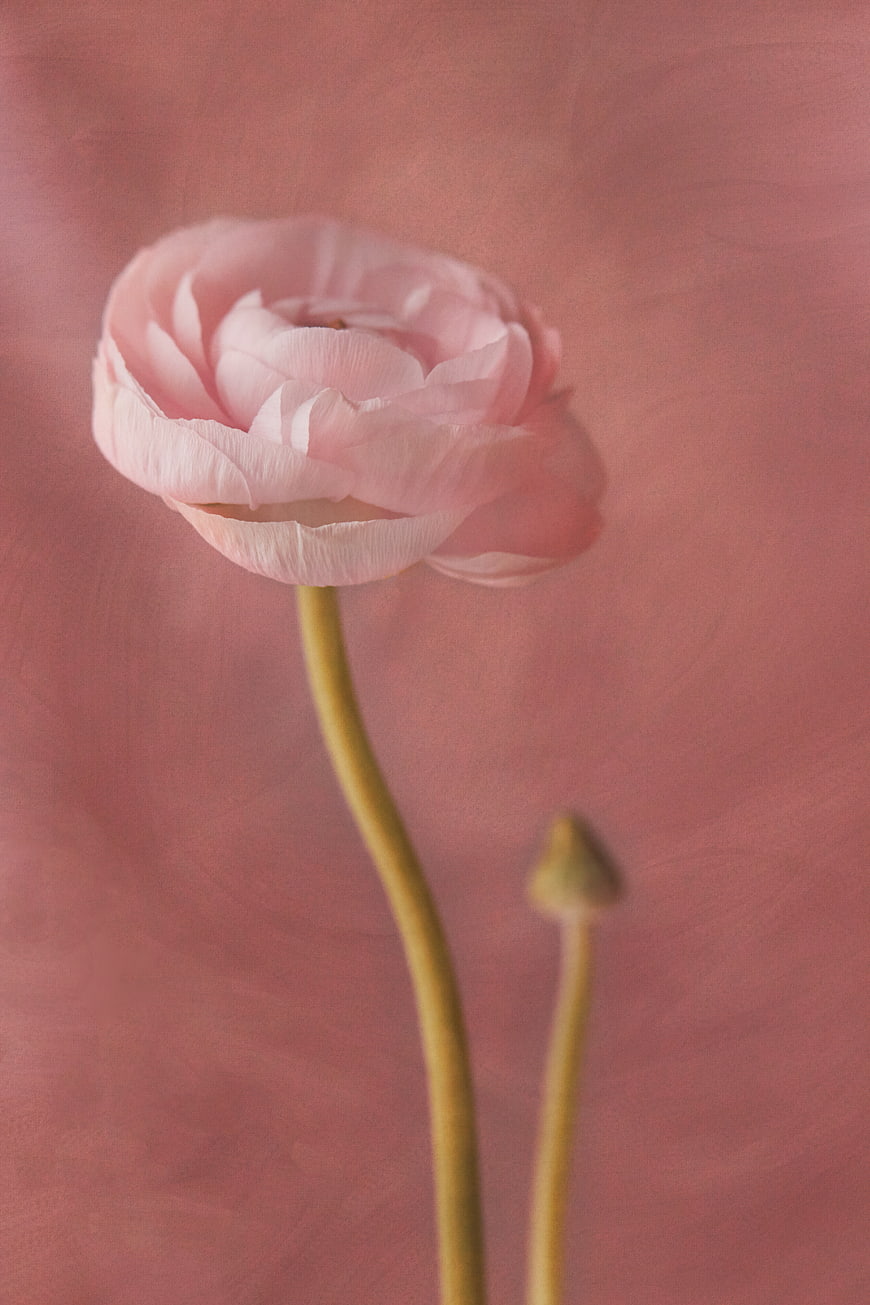 Soft Pink Ranunculus Flower on Blush Background