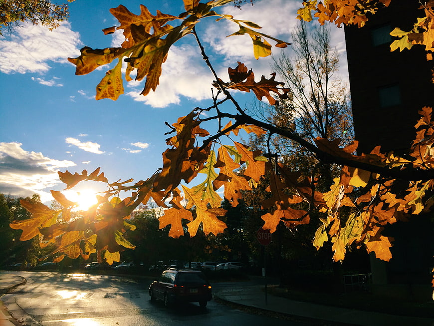 Sunlit Autumn Oak Leaves Against Blue Sky and Street