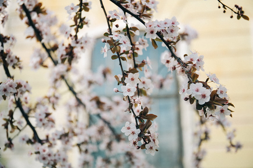 Delicate white cherry blossoms on dark branches with blurred background