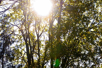 Sunlight shining through autumn tree branches