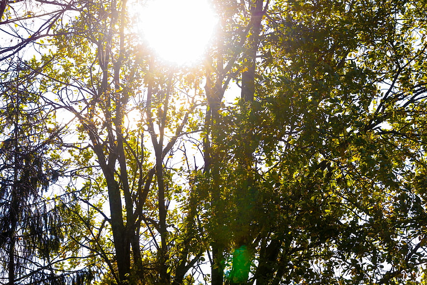Sunlight shining through autumn tree branches