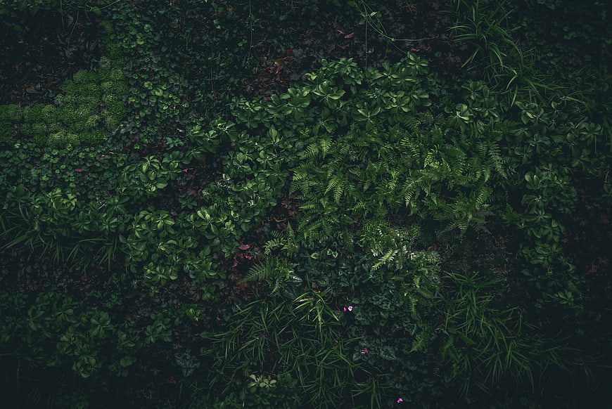 Dark moody top-down view of lush green forest floor plants
