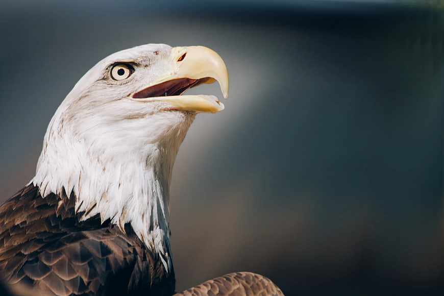 Close-up portrait of a bald eagle with open beak