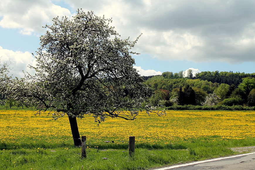 Blooming tree in yellow dandelion meadow spring landscape