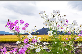 Pink and White Cosmos Flowers in Autumn Rice Paddy Field