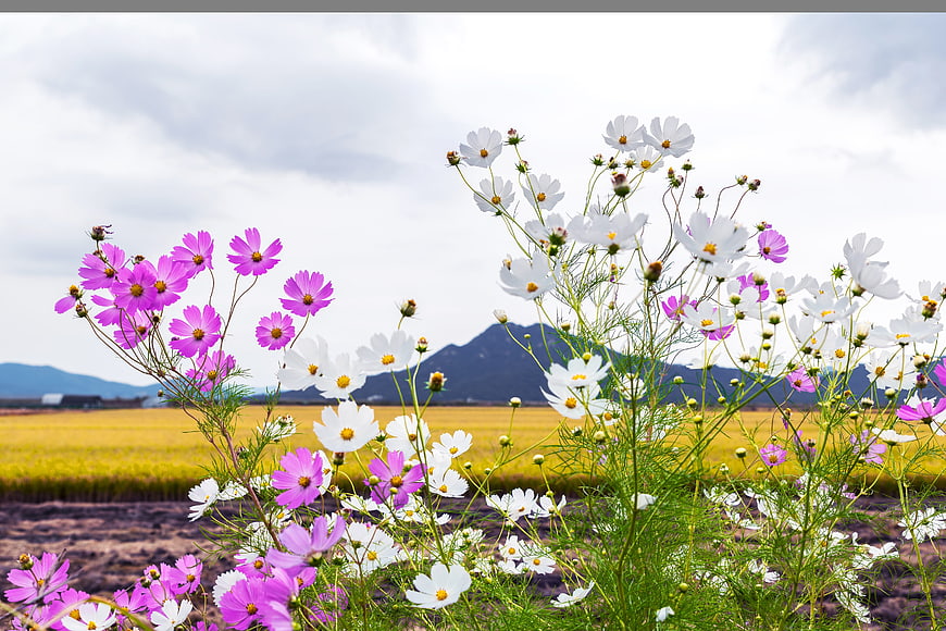 Pink and White Cosmos Flowers in Autumn Rice Paddy Field